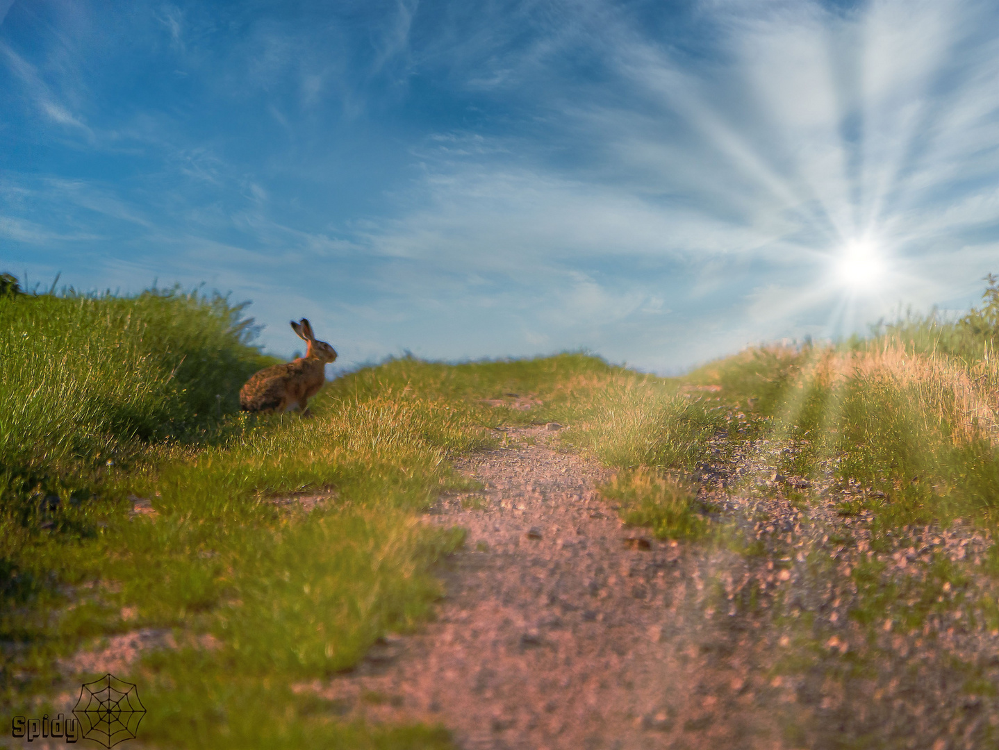 Osterhase auf der Flucht