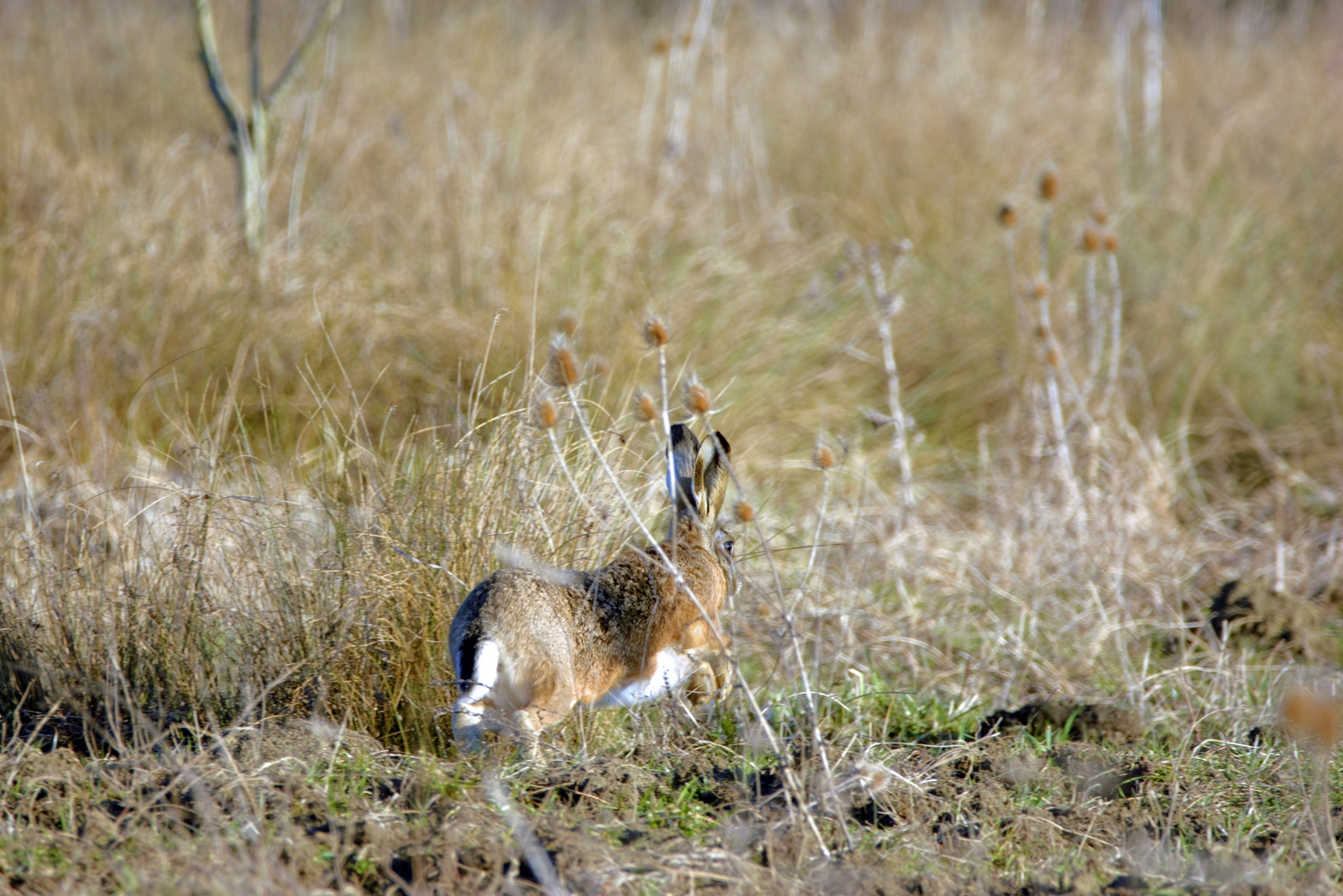 Osterhase auf der Flucht.