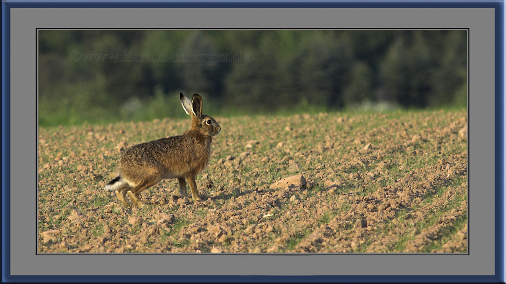 Osterhase auf der Suche nach den Ostereiern