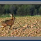 Osterhase auf der Suche nach den Ostereiern