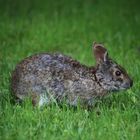 "Osterhase" aus Florida