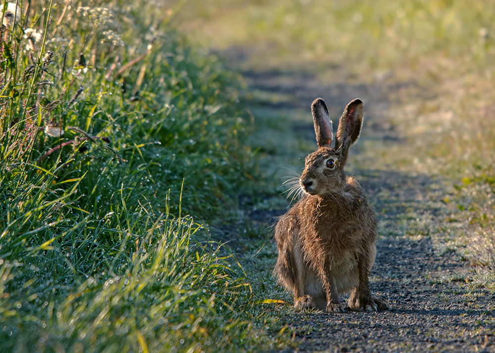 Osterhase???