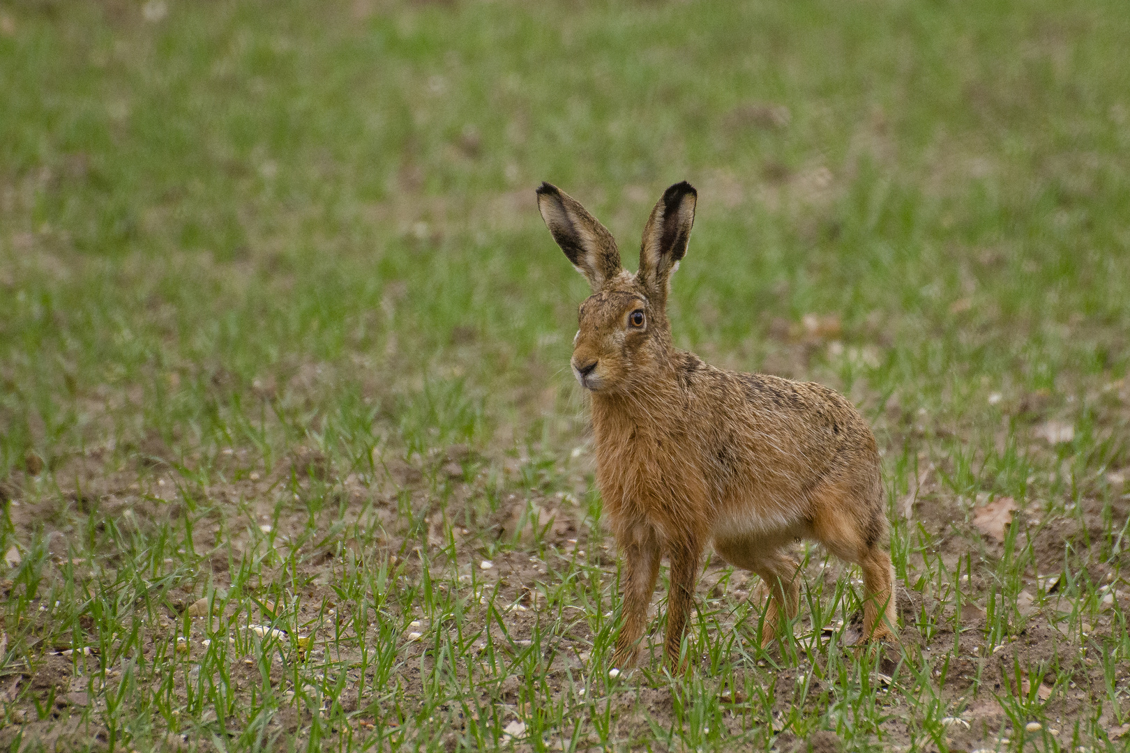 Osterhase?