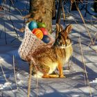 Osterhase bei der Arbeit.