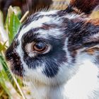 Osterhase bei der Arbeit erwischt.