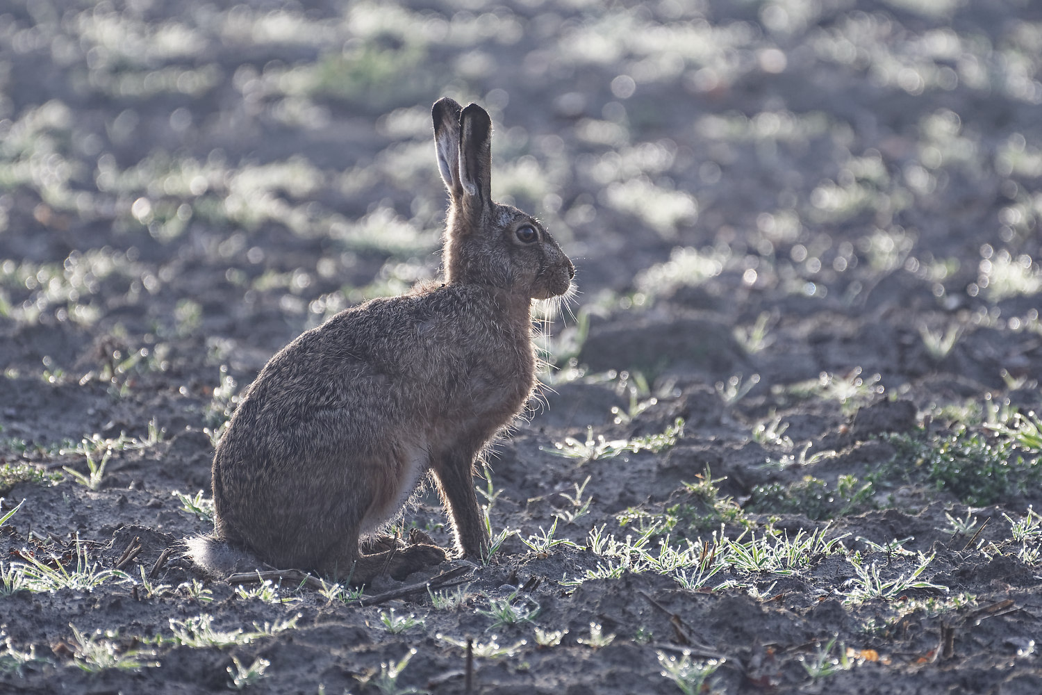 Osterhase beim Eierlegen   