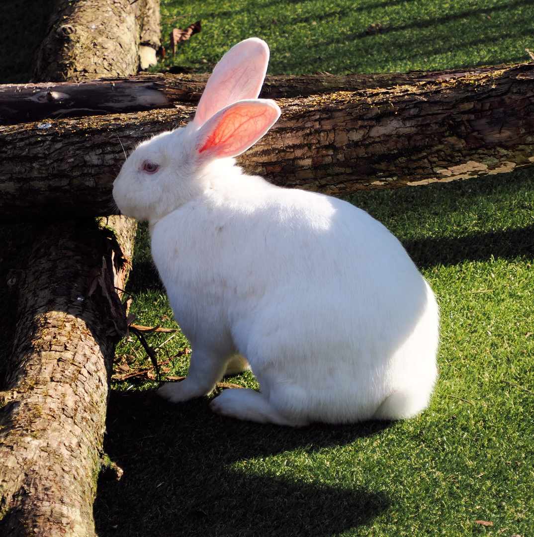 Osterhase beim Versteck erkunden …