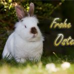 Osterhase