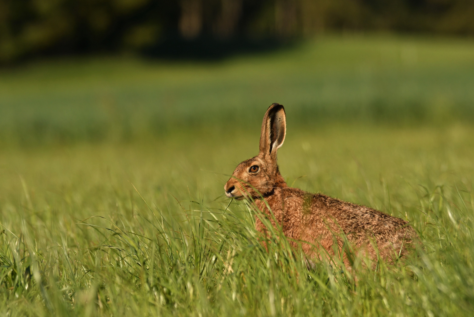 Osterhase ?