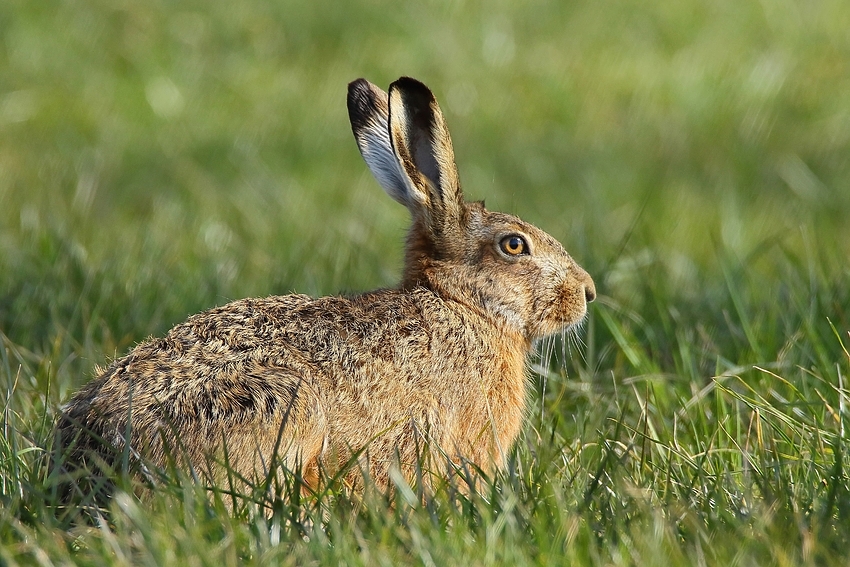 Osterhase