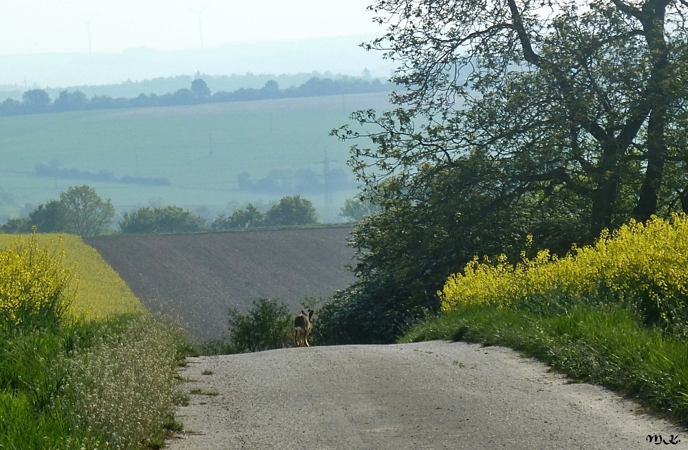 Osterhase