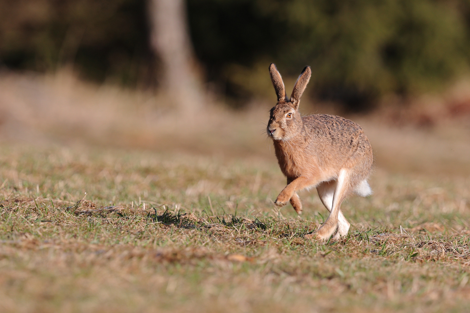 Osterhase