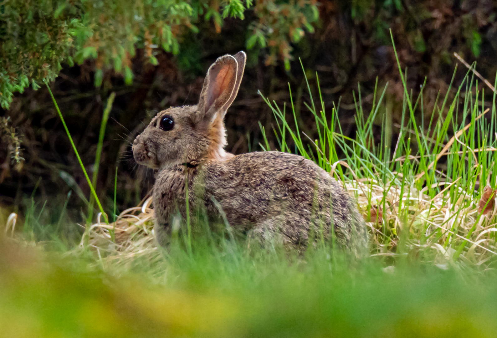 Osterhase