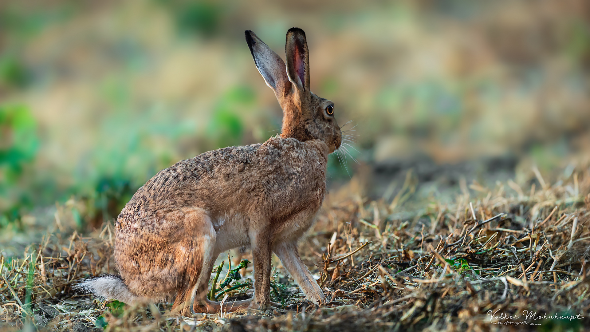 Osterhase