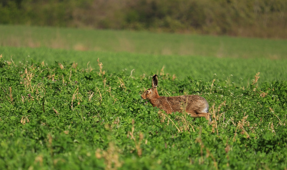 Osterhase