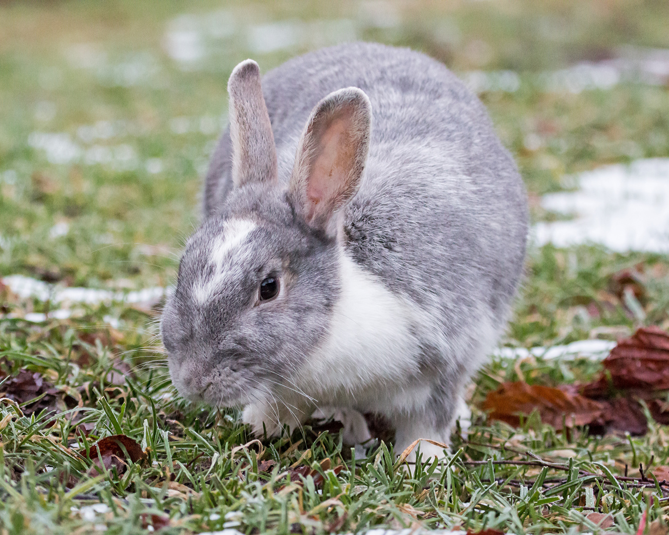 Osterhase