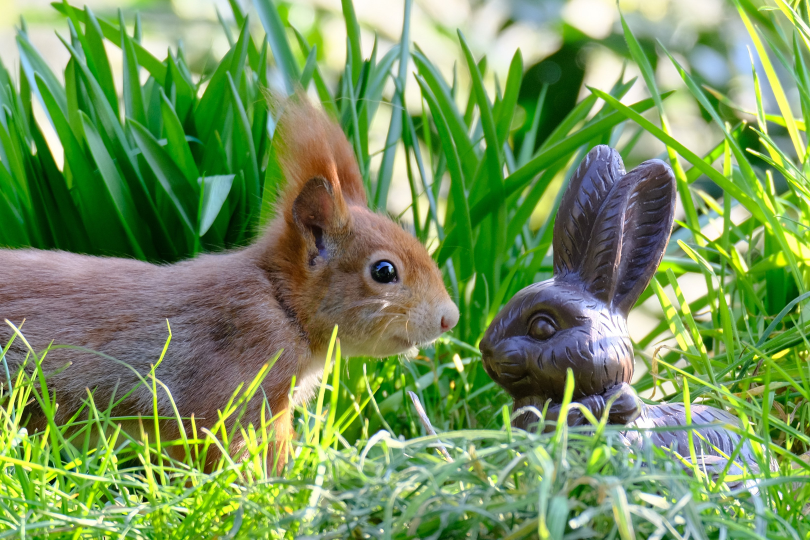 Osterhase gefunden