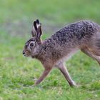 Osterhase "Gespaltener Löffel" ...