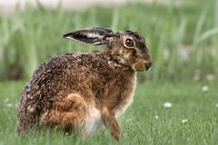 Osterhase im Aprilregen