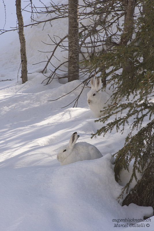 Osterhase im Doppelpack