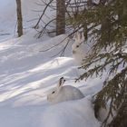 Osterhase im Doppelpack