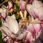 Osterhase im Magnolienbett