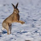 Osterhase im Schnee