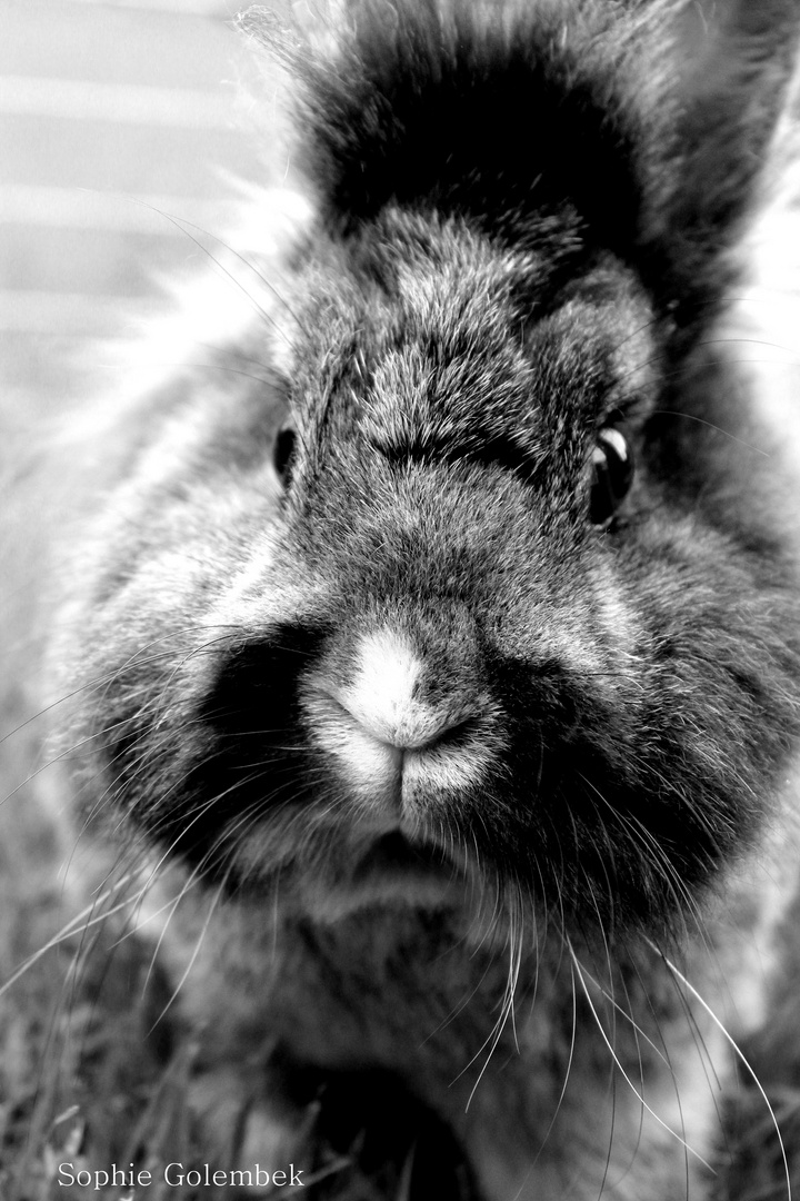 Osterhase im Urlaub erwischt