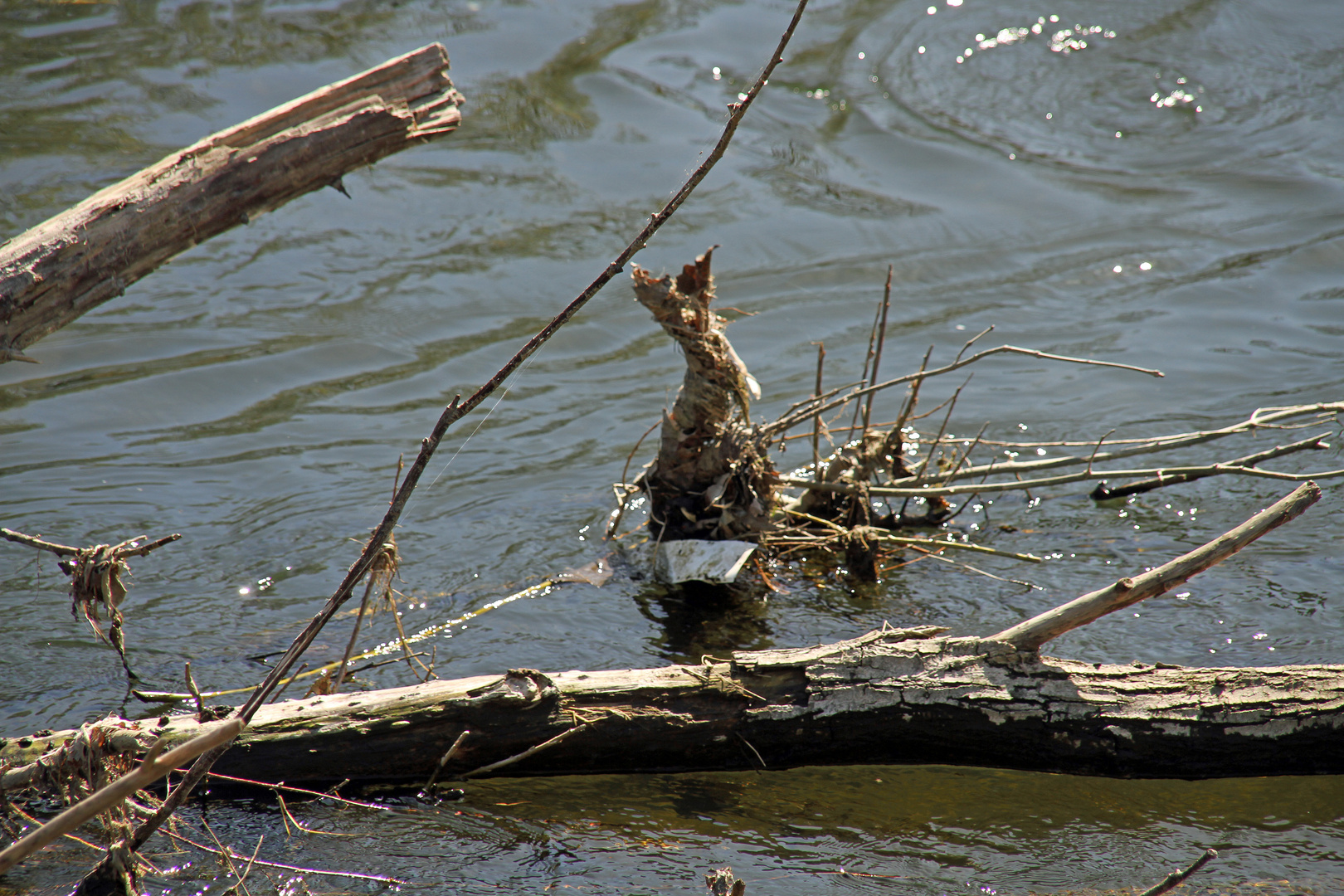 Osterhase in der Sieg?