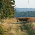 Osterhase in der Sommerfrische 