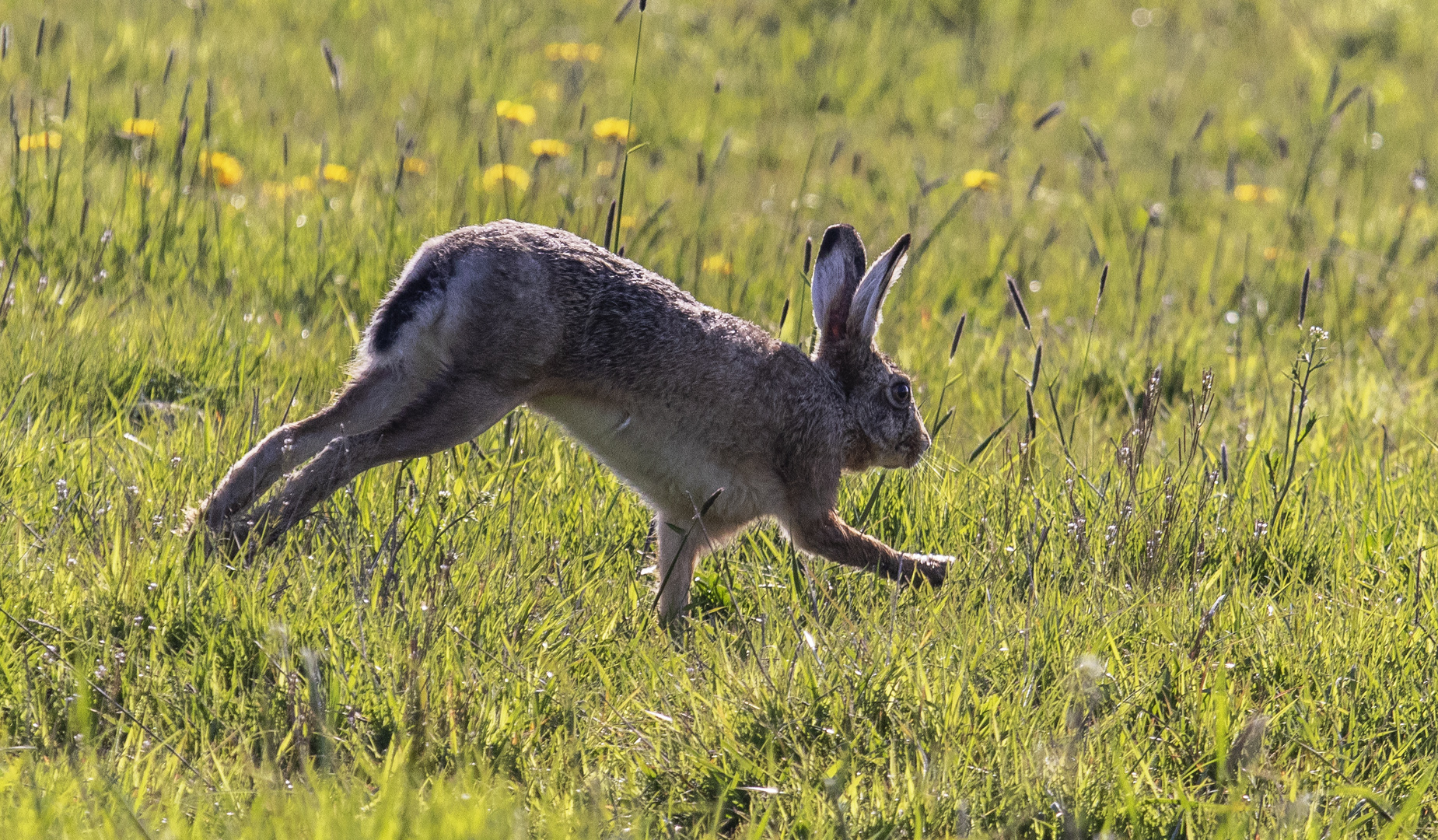 Osterhase in Eile