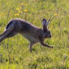 Osterhase in Eile