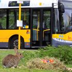 Osterhase in Hase(l)horst - Ostereiersuche an der Bushaltestelle!