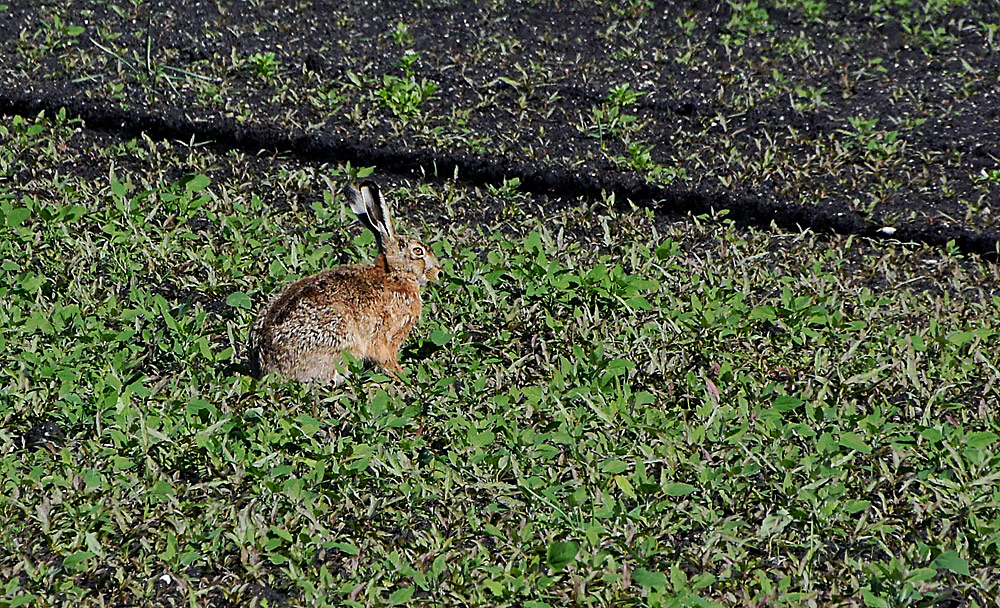 ...osterhase in zwischensaison...