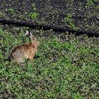 ...osterhase in zwischensaison...