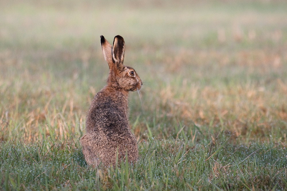 Osterhase (Lepus europaeus)