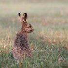 Osterhase (Lepus europaeus)