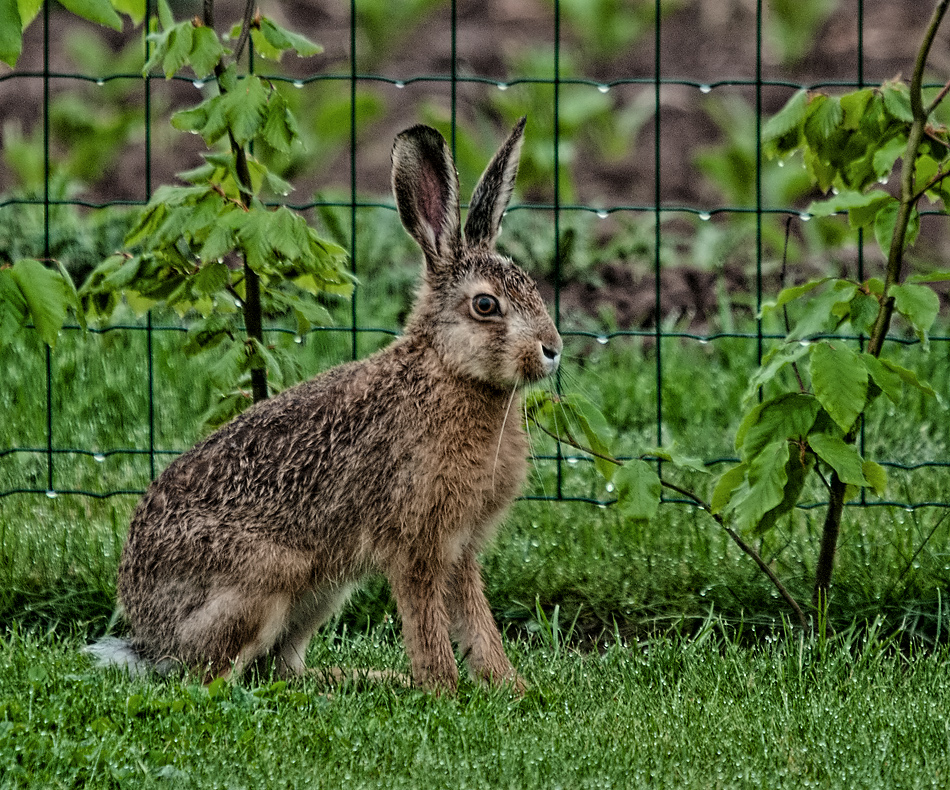 Osterhase - mit Verspätung