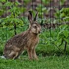 Osterhase - mit Verspätung