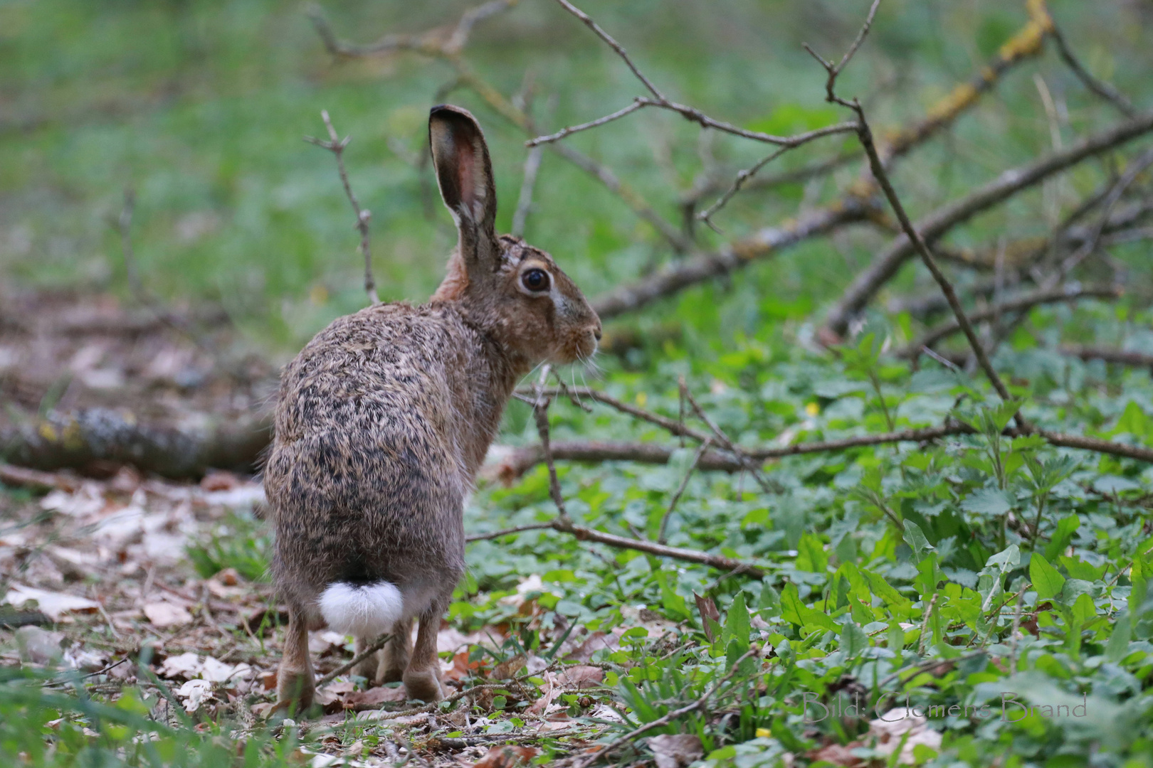 Osterhase Ostern 2022