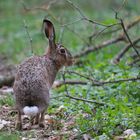 Osterhase Ostern 2022