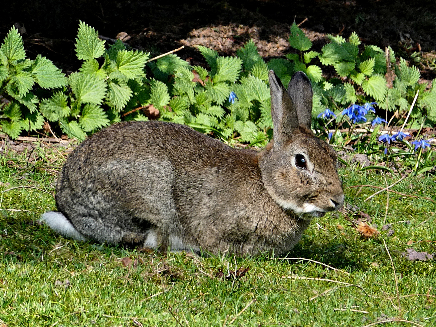 Osterhase unterwegs :-))