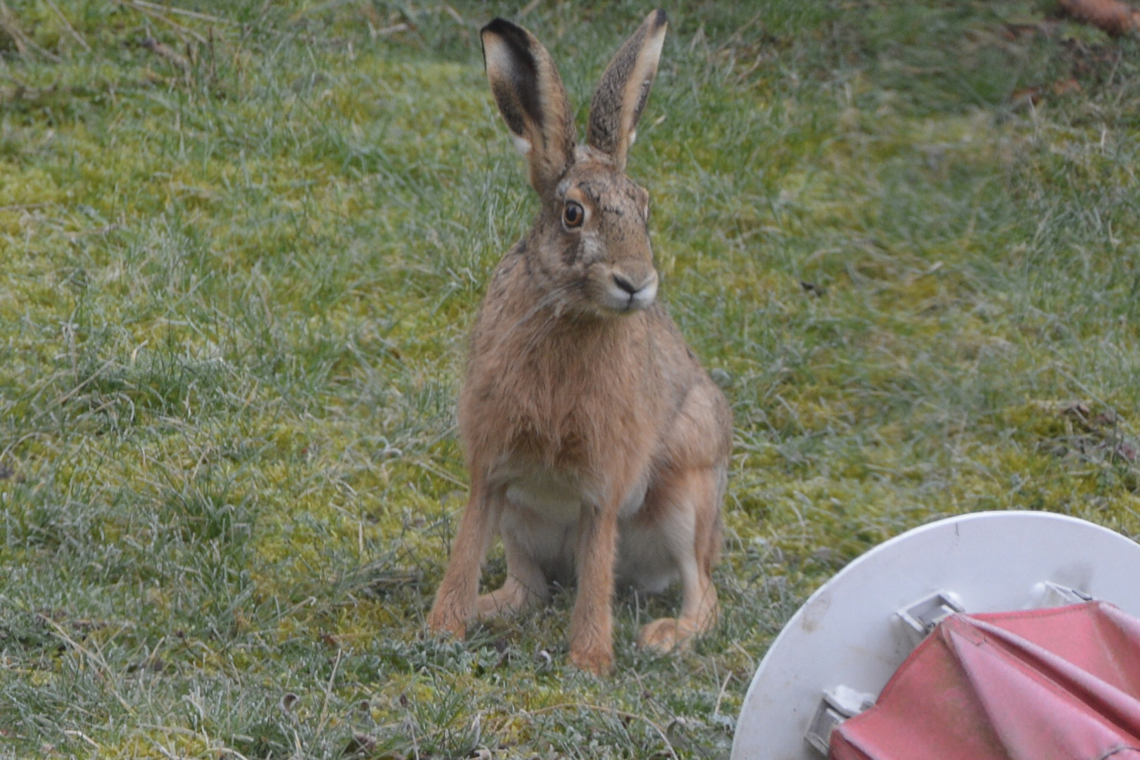 Osterhase unterwegs