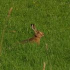 " Osterhase warum hast du so große Augen ? "   " Die....