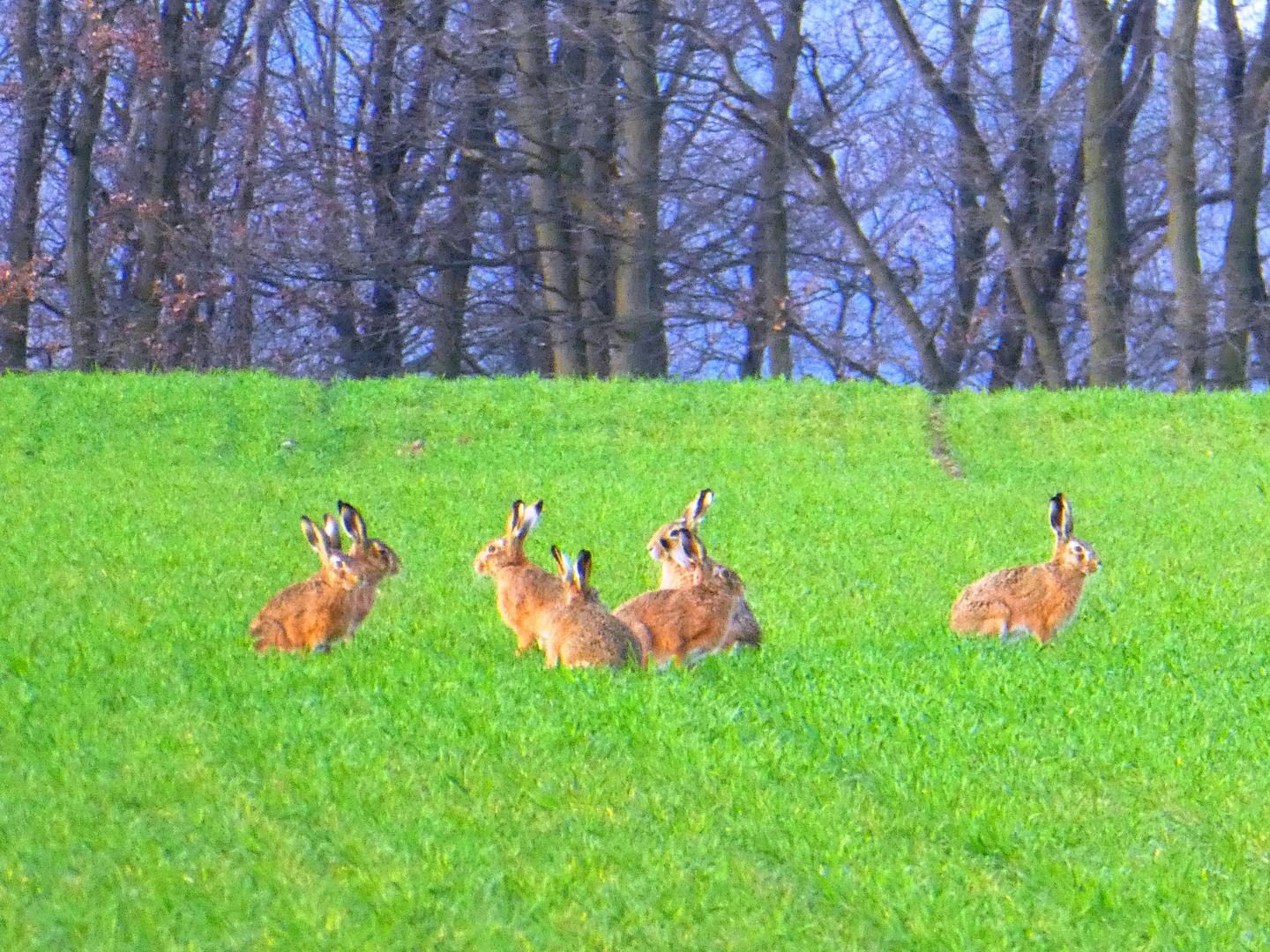 Osterhasen