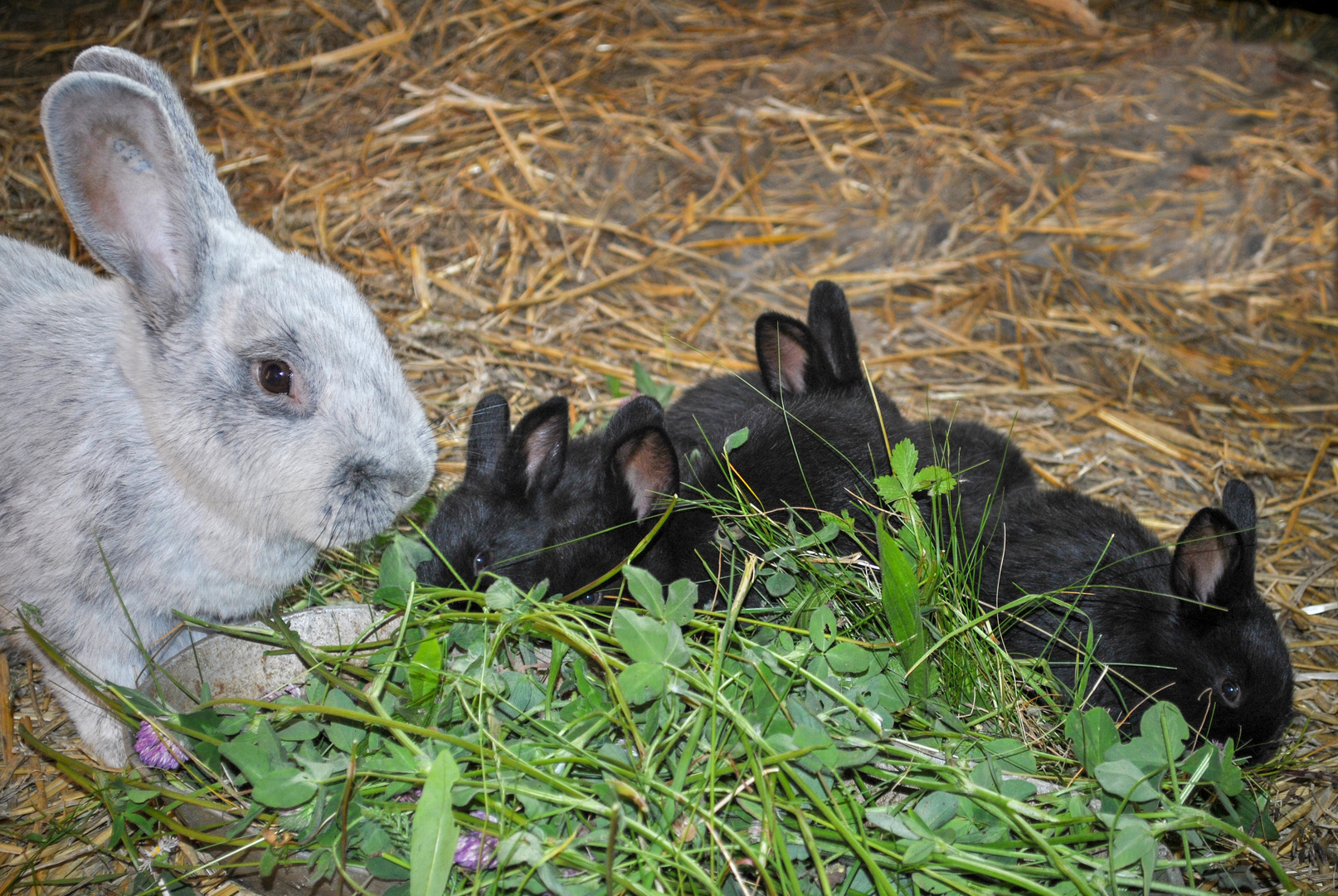 Osterhasen Foto &amp; Bild | natur, tiere, haustiere Bilder auf fotocommunity