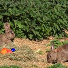 Osterhasen bei der Arbeit erwischt!