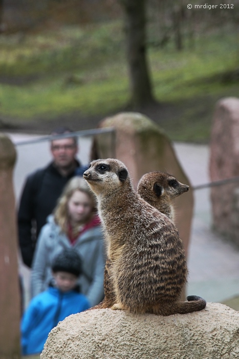 Osterhasen Beobachtungsposten