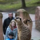 Osterhasen Beobachtungsposten