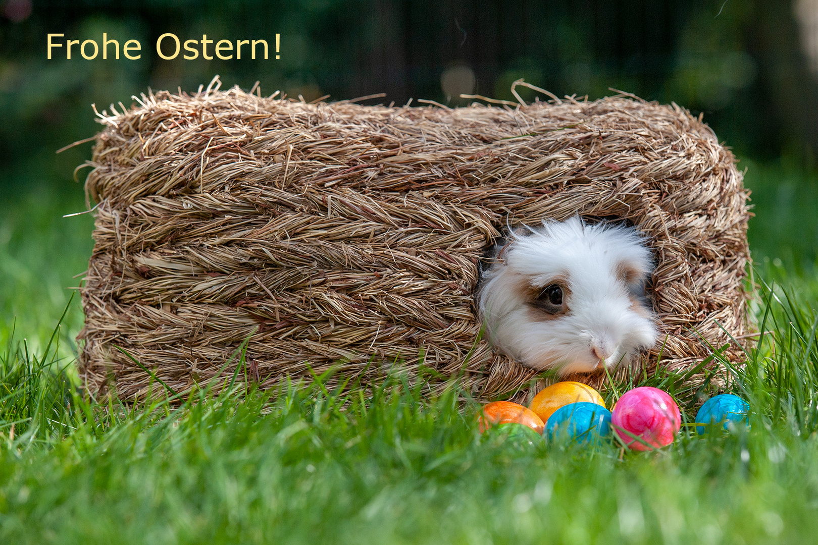 Osterhasen im Nordwesten!